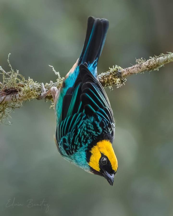 Bosque De Niebla Birding & Nature Cali Eksteriør bilde