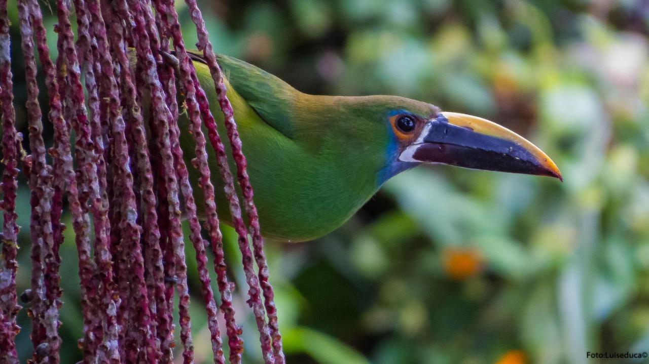 Bosque De Niebla Birding & Nature Cali Eksteriør bilde