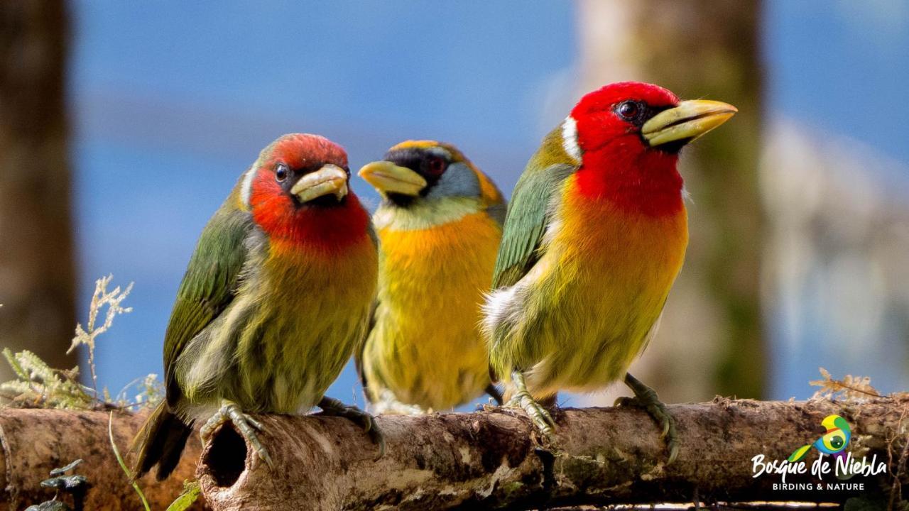 Bosque De Niebla Birding & Nature Cali Eksteriør bilde