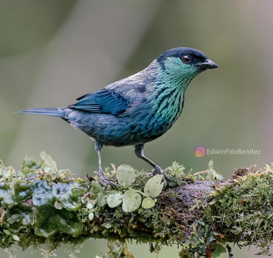 Bosque De Niebla Birding & Nature Cali Eksteriør bilde