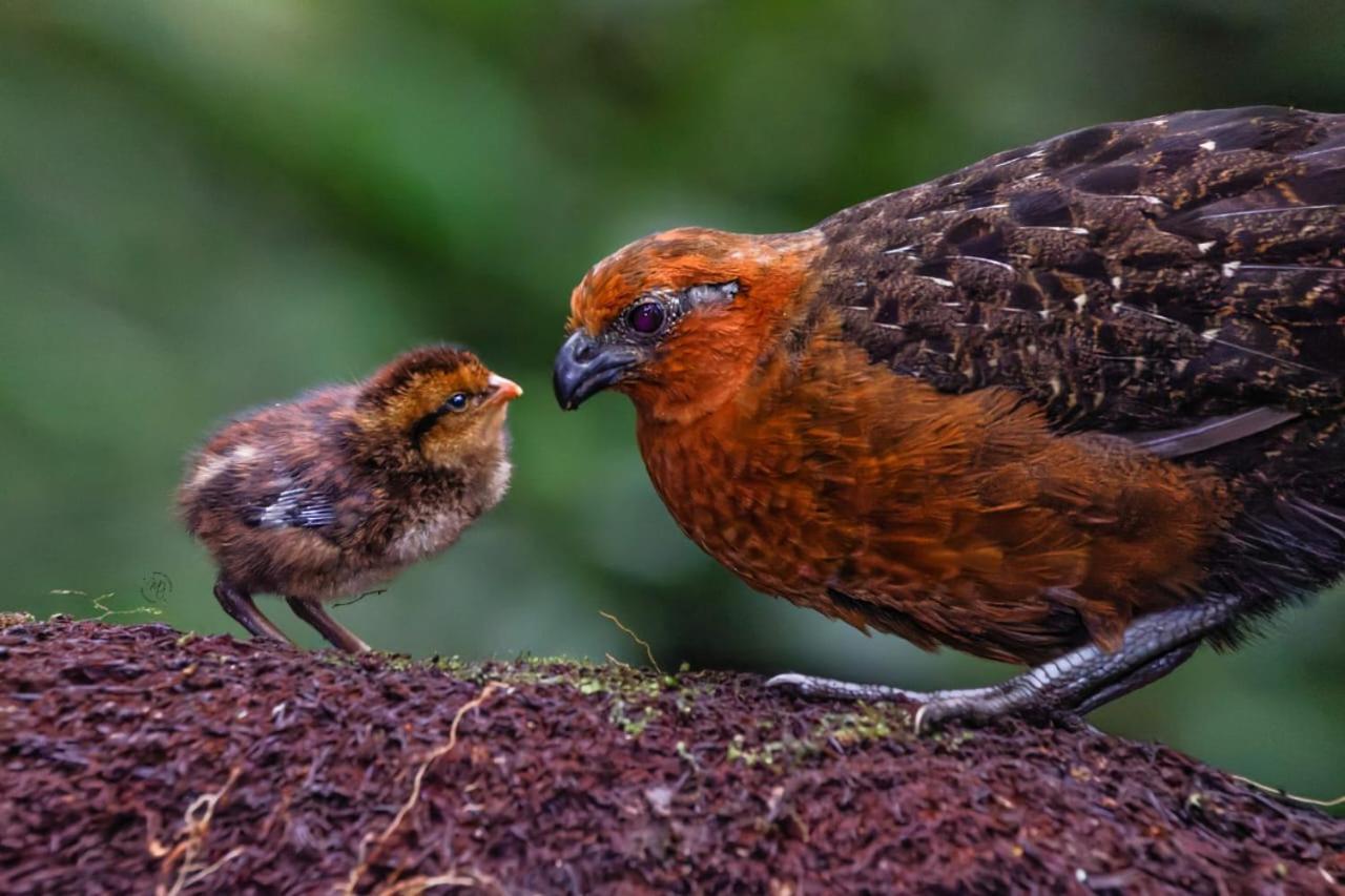Bosque De Niebla Birding & Nature Cali Eksteriør bilde